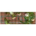 MALLA  COROLLA MARRON GIRTENA 1X30M P.V.P. metro